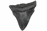 Juvenile Megalodon Tooth - South Carolina #295836-1